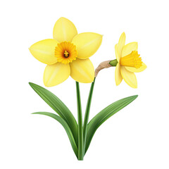 Fototapeta premium Yellow Daffodil Flower Close-up, transparent background