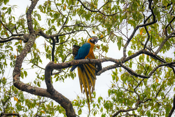 Wild tropical Brazilian Blue and Yellow Macaw. Blue and Yellow Macaw (Ara ararauna)
