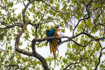 Wild tropical Brazilian Blue and Yellow Macaw. Blue and Yellow Macaw (Ara ararauna)