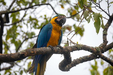 Wild tropical Brazilian Blue and Yellow Macaw. Blue and Yellow Macaw (Ara ararauna)
