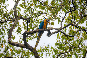 Obraz premium Wild tropical Brazilian Blue and Yellow Macaw. Blue and Yellow Macaw (Ara ararauna)