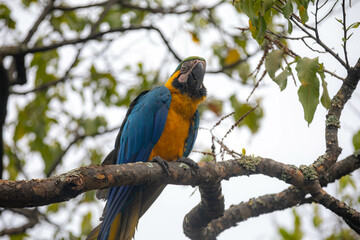 Wild tropical Brazilian Blue and Yellow Macaw. Blue and Yellow Macaw (Ara ararauna)