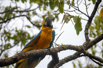 Wild tropical Brazilian Blue and Yellow Macaw. Blue and Yellow Macaw (Ara ararauna)