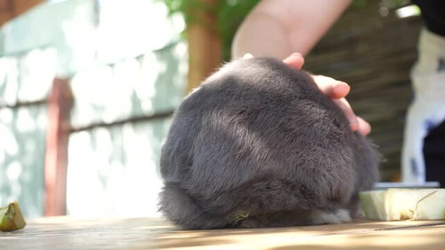 A gray rabbit with long fluffy ears runs on a sunlit wooden table. A soft gray rabbit, illuminated by bright daylight, is looking for food.