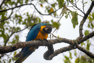 Wild tropical Brazilian Blue and Yellow Macaw. Blue and Yellow Macaw (Ara ararauna)