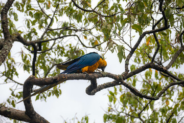 Wild tropical Brazilian Blue and Yellow Macaw. Blue and Yellow Macaw (Ara ararauna)