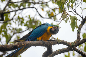 Wild tropical Brazilian Blue and Yellow Macaw. Blue and Yellow Macaw (Ara ararauna)
