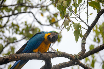 Wild tropical Brazilian Blue and Yellow Macaw. Blue and Yellow Macaw (Ara ararauna)