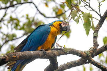 Wild tropical Brazilian Blue and Yellow Macaw. Blue and Yellow Macaw (Ara ararauna)