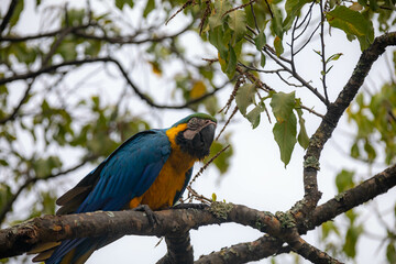 Wild tropical Brazilian Blue and Yellow Macaw. Blue and Yellow Macaw (Ara ararauna)