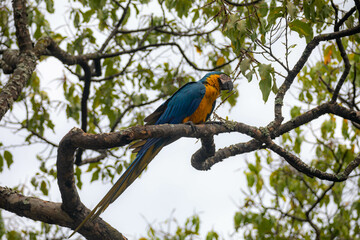 Wild tropical Brazilian Blue and Yellow Macaw. Blue and Yellow Macaw (Ara ararauna)