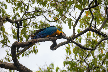 Wild tropical Brazilian Blue and Yellow Macaw. Blue and Yellow Macaw (Ara ararauna)