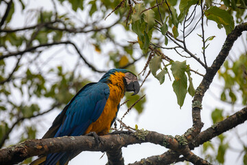 Wild tropical Brazilian Blue and Yellow Macaw. Blue and Yellow Macaw (Ara ararauna)