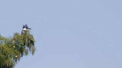 Belted kingfisher perched in a cypress tree.
