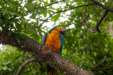 Wild tropical Brazilian Blue and Yellow Macaw. Blue and Yellow Macaw (Ara ararauna)