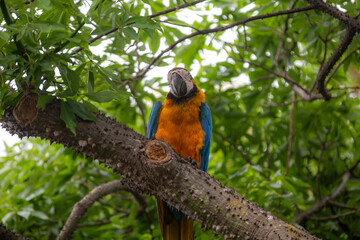 Wild tropical Brazilian Blue and Yellow Macaw. Blue and Yellow Macaw (Ara ararauna)