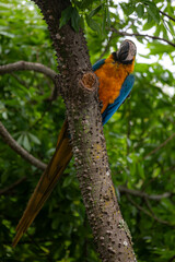 Wild tropical Brazilian Blue and Yellow Macaw. Blue and Yellow Macaw (Ara ararauna)