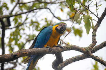 Wild tropical Brazilian Blue and Yellow Macaw. Blue and Yellow Macaw (Ara ararauna)