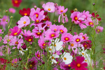 秋のイメージ コスモス畑05