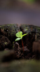 Small plant sprouting from a weathered tree stump.