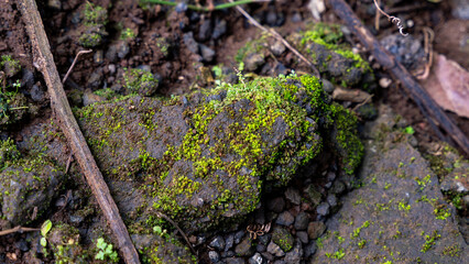 Moss-covered rock on forest floor with natural textures.