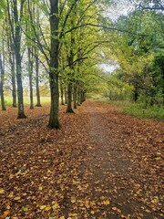 Naklejka premium Autum in the park