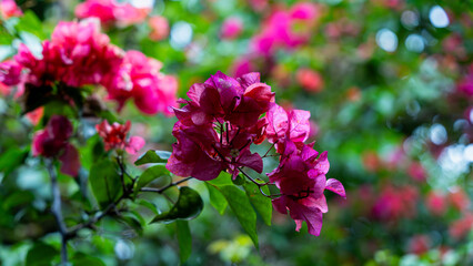 Vibrant pink bougainvillea flowers in full bloom.