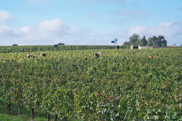 baguette,bread,French,France,Paris,open,marche,market,crusty,long,thin,traditional,batard,fresh,
