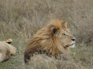 Majestic lion relaxing in the savanna grassland