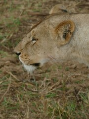 Lioness looking away with flies around her head