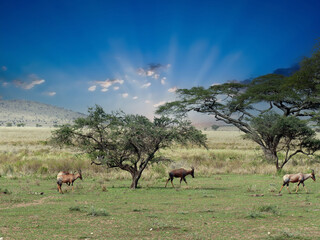 Topi antelopes walking on grassland in kenya africa