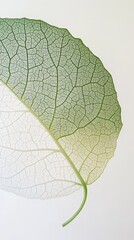Close-Up of Leaf with Detailed Veins