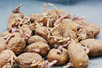 Old wrinkled potato with roots.