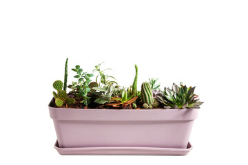 Jardineira cor de rosa horizontal com cactos, isolado