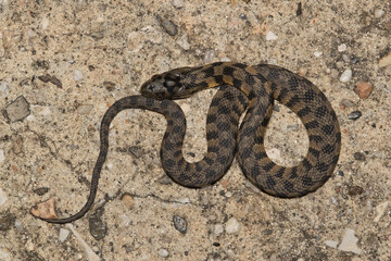 Fototapeta premium Diamondback water snake Nerodia rhombifer juvenile reptile nature wildlife.