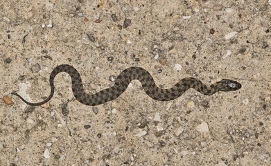 Diamondback water snake Nerodia rhombifer juvenile reptile nature wildlife.