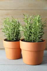 Fototapeta premium Rosemary plants growing in pots on grey wooden table. Aromatic herb