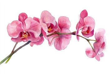 Watercolor painting of a pink orchid branch with five flowers.