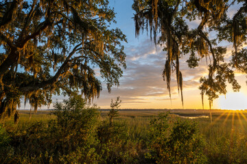 Fototapeta premium Spanish moss in trees sunset