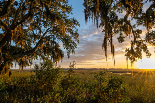 Spanish moss in trees sunset