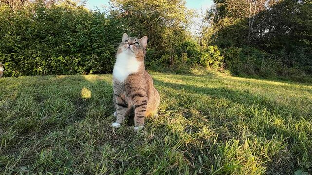 Eine kleine Katzen im Feld spielt mit einem Grashalm