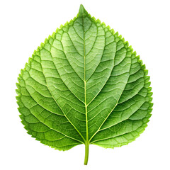 Obraz premium green chlorophyll leaf isolated on transparent background