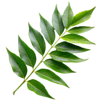 indian curry leaf isolated on transparent background