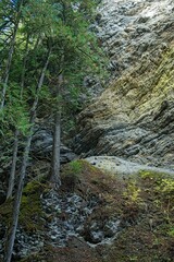 Serene Forest Landscape with Rocky Cliff