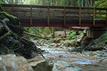 Wooden Bridge Over a Serene Stream in the Forest