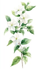 Fototapeta premium Watercolor painting of white flowers and green leaves on a branch.