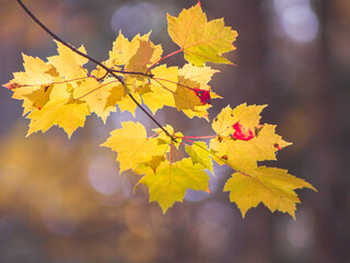 Yellow Fall Leaves on a Tree Branch in Acadia National Park Maine Nature Background