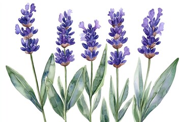 Fototapeta premium Watercolor illustration of five lavender flowers with green leaves, isolated on a white background.