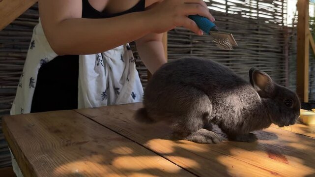 A calming scene of animal care in the countryside. A grey rabbit rests on a wooden table as a person tends to its fur with a grooming tool.