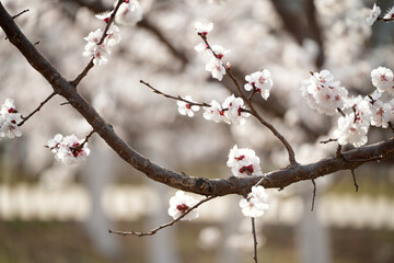 Apricot flowers bloom in spring